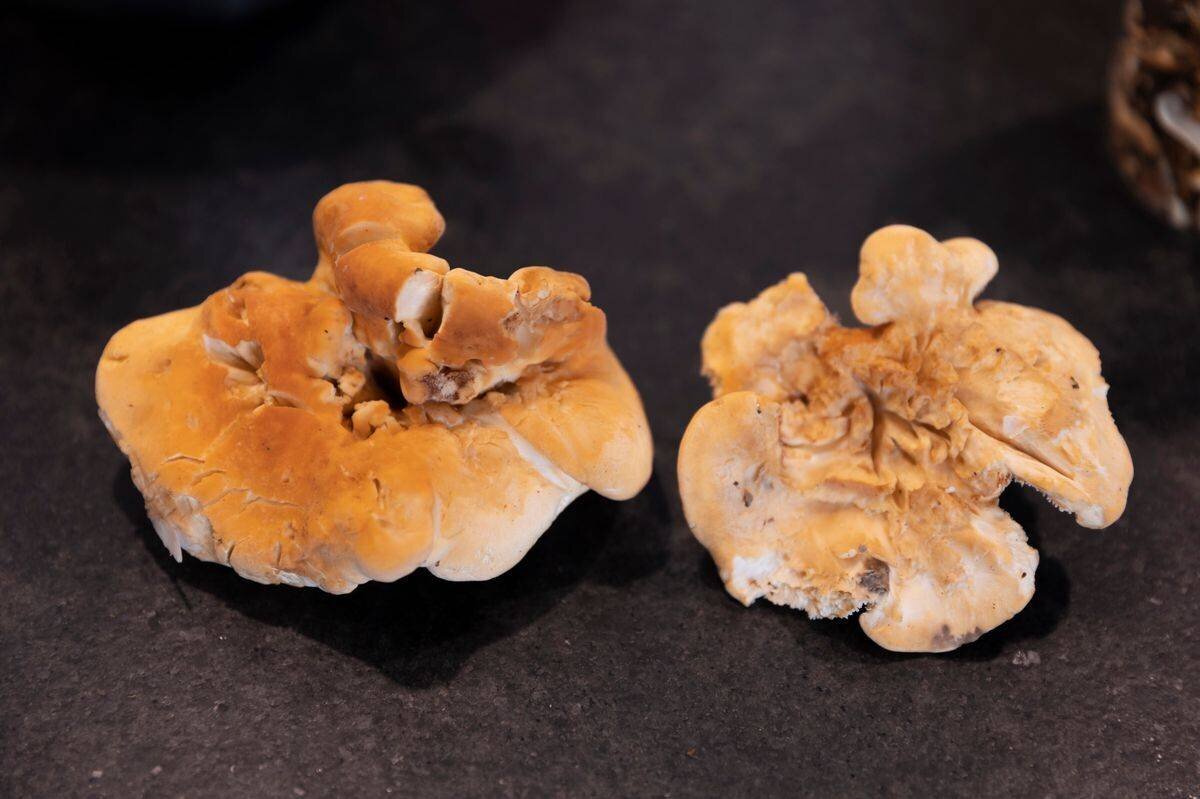 St-Légier , le 30 septembre 2024 , Patrick Wuillemin, contrôleur des champignons à Châtel-St-Denis. Prépare et nettoie sa cuillette du jour. (C/Odile Meylan)