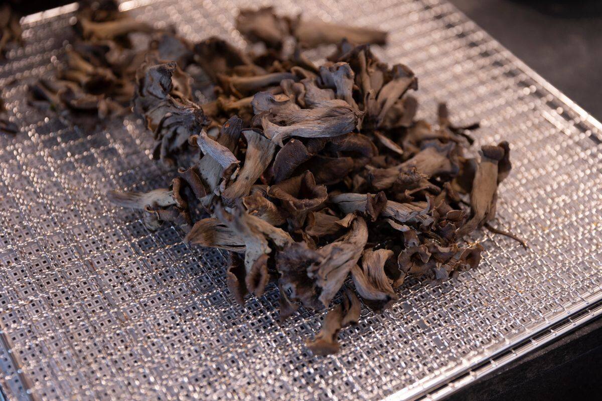 St-Légier , le 30 septembre 2024 , Patrick Wuillemin, contrôleur des champignons à Châtel-St-Denis. Prépare et nettoie sa cuillette du jour. Séchage des cornes d'abondance. (C/Odile Meylan)