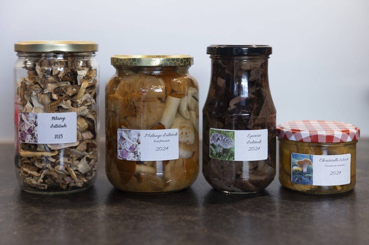 St-Légier , le 30 septembre 2024 , Patrick Wuillemin, contrôleur des champignons à Châtel-St-Denis. Prépare et nettoie sa cuillette du jour. (C/Odile Meylan)