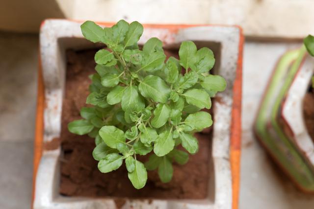 La plante de tulsi, efficace contre diverses affections, possède des propriétés analgésiques et antioxydantes.