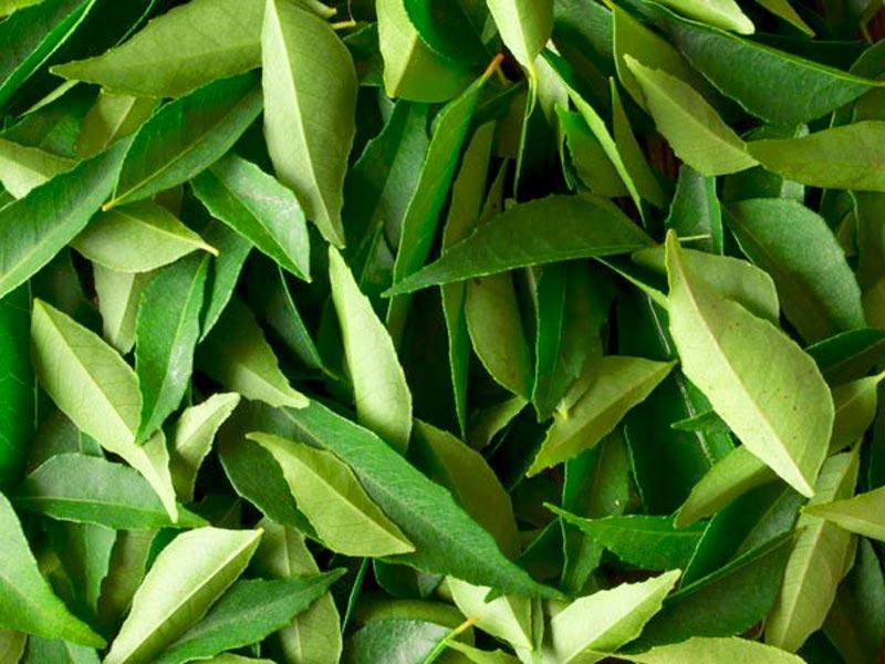 Les feuilles de curry ajoutent arôme et saveur aux plats, riches en bêta-carotène et protéines.