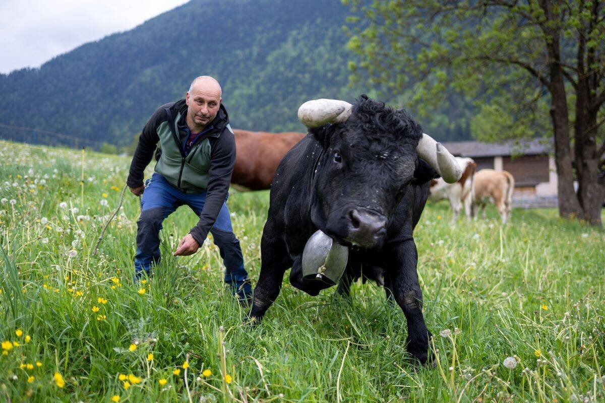Jean-Philippe Terrettaz avec Shita, la Reine nationale 2022, préparant sa défense du titre à Vollèges, avec une vache de Herens dans un pré de montagne, mai 2025.