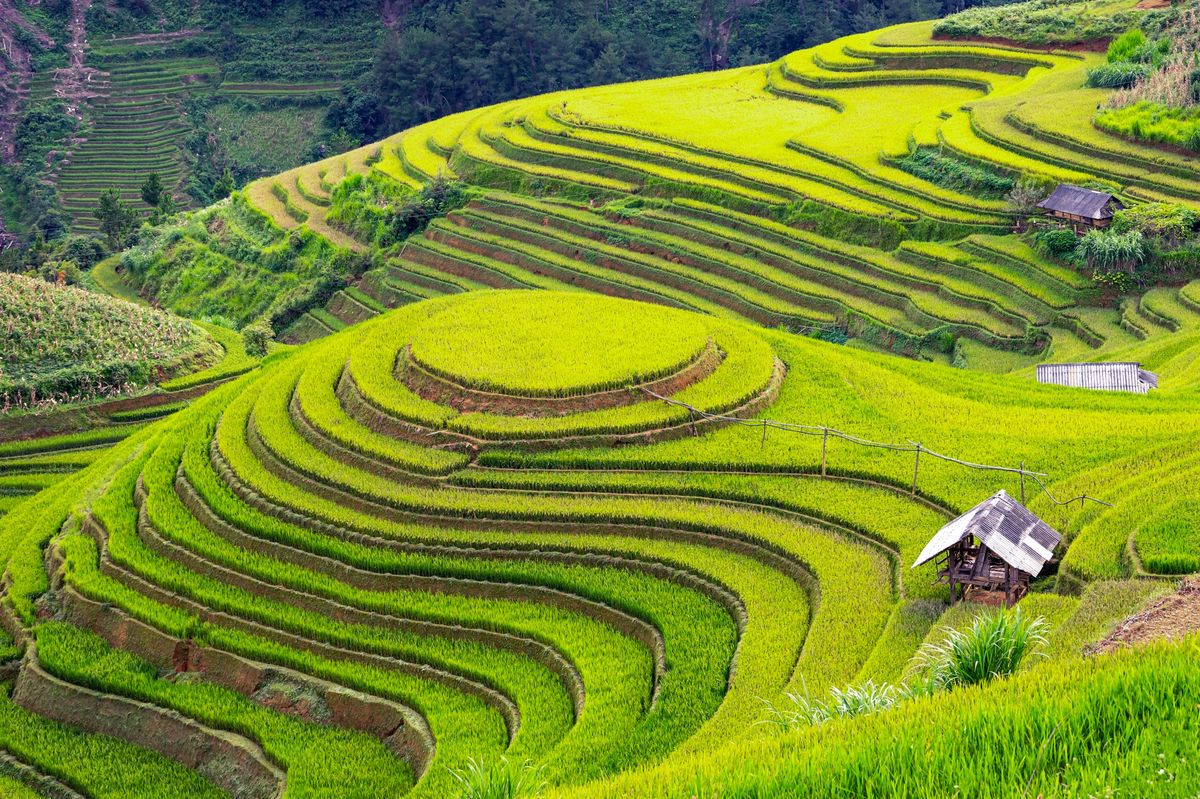 Terrasses de riz dans la région d'Ifugao classées au patrimoine mondial de l'UNESCO, entourées de végétation luxuriante