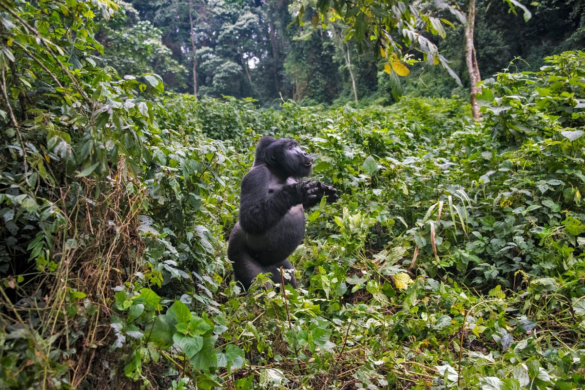 Gorille des montagnes dans une forêt tropicale dense et verdoyante