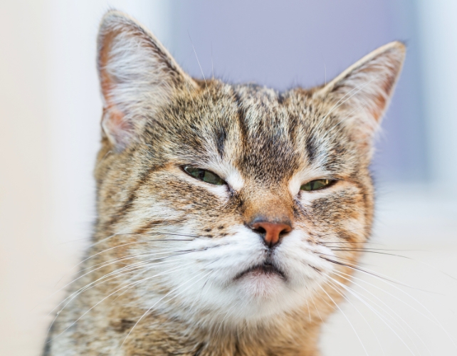 Chat au regard suspicieux