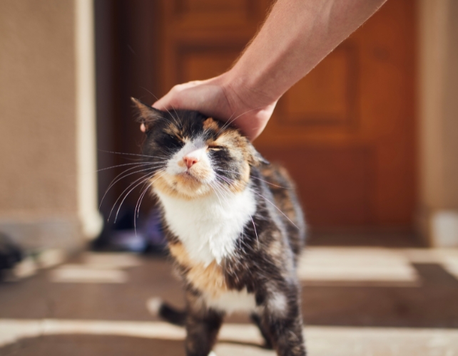 Main caressant un chat au soleil