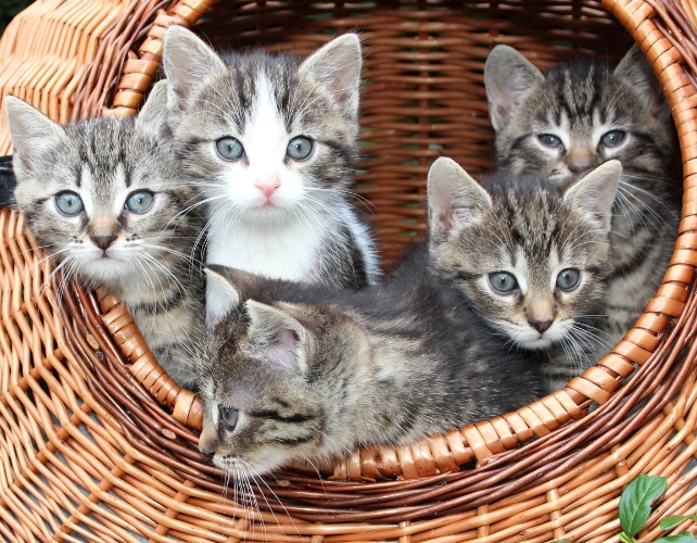 Chatons dans un panier