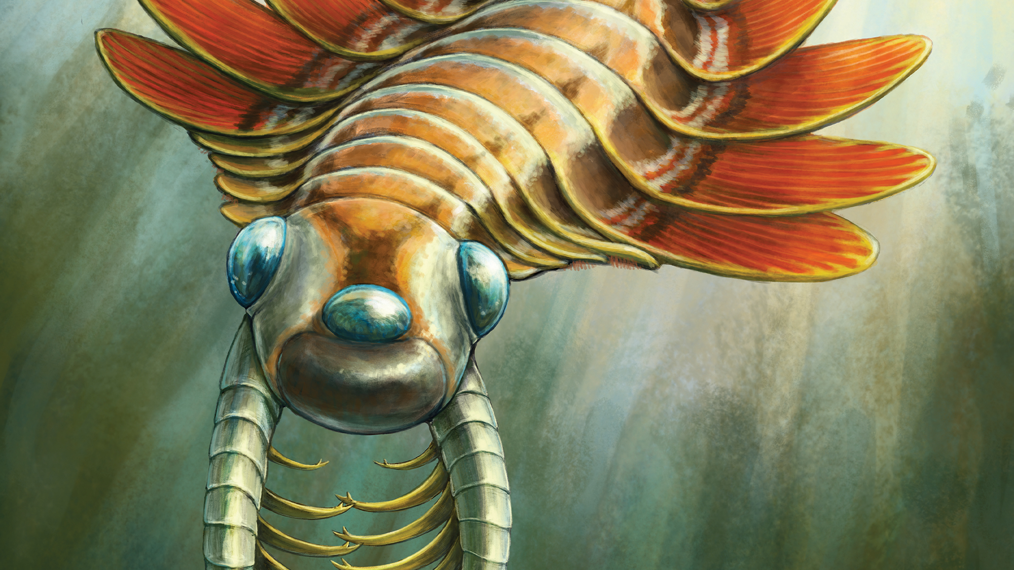 Illustration d'un arthropode éteint, Mosura fentoni, avec trois grands yeux noirs, des antennes et 16 segments corporels