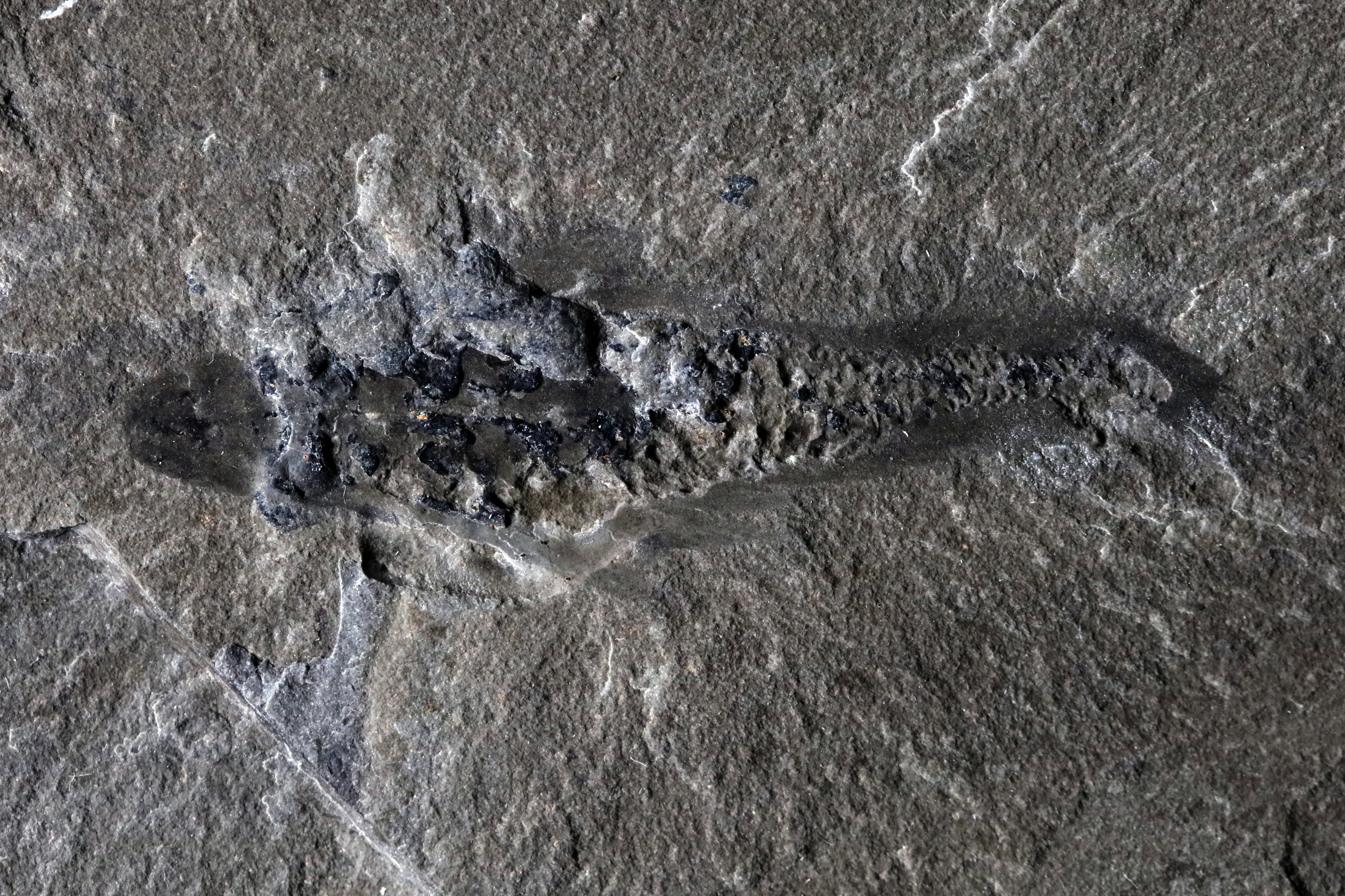 Fossile de Mosura fentoni, ROMIP 67520 de la région de Marble Canyon, montrant la tête à gauche et des protubérances minérales représentant les branchies