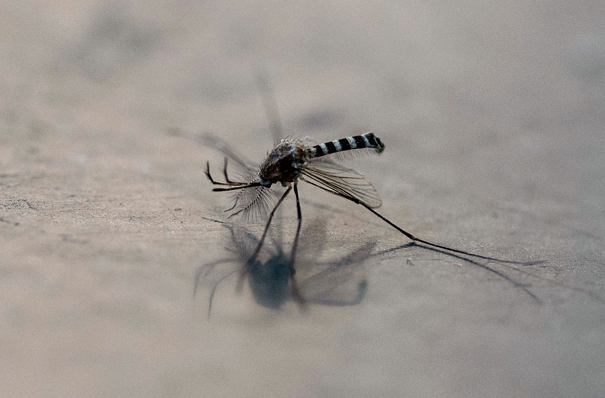 Un moustique Aedes aegypti sur une surface à Mexico, le 2 décembre 2024. (Photo par Yuri CORTEZ / AFP)