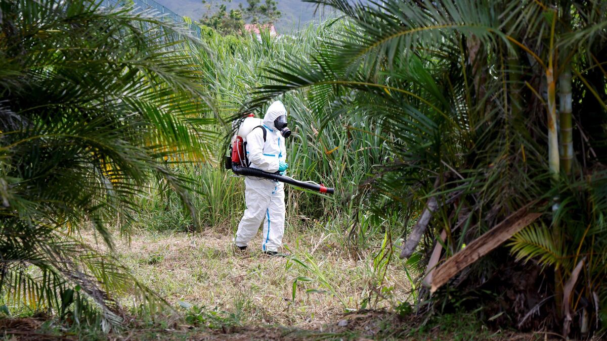 Campagne de sensibilisation contre le chikungunya à La Réunion