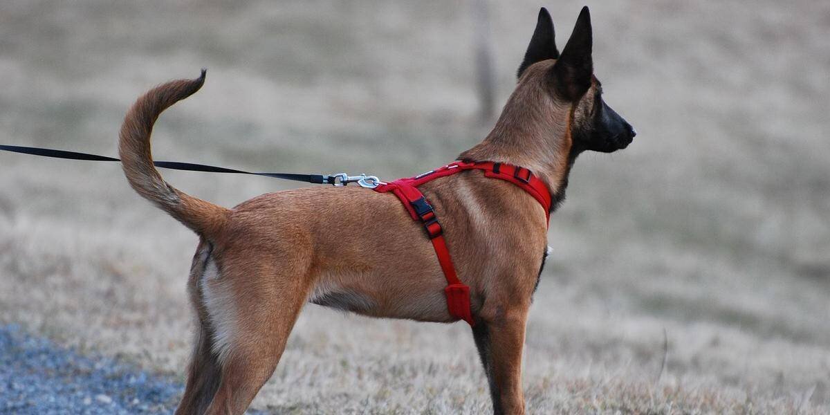 Chiens promenés dans un parc en Iran