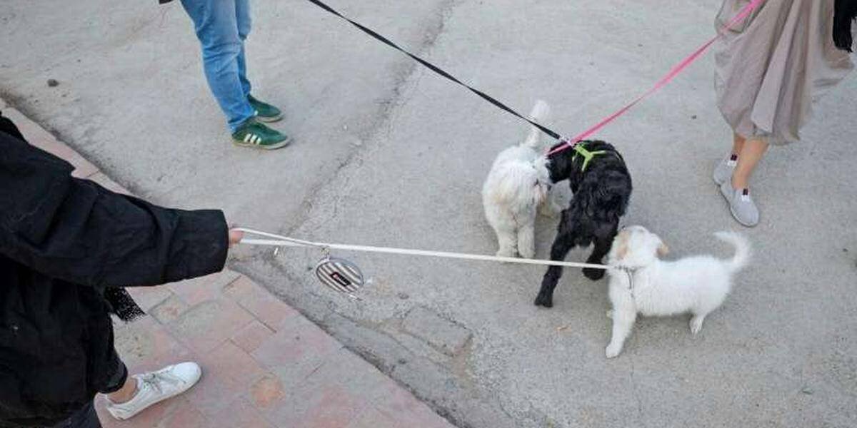 Un chien promené dans un parc iranien