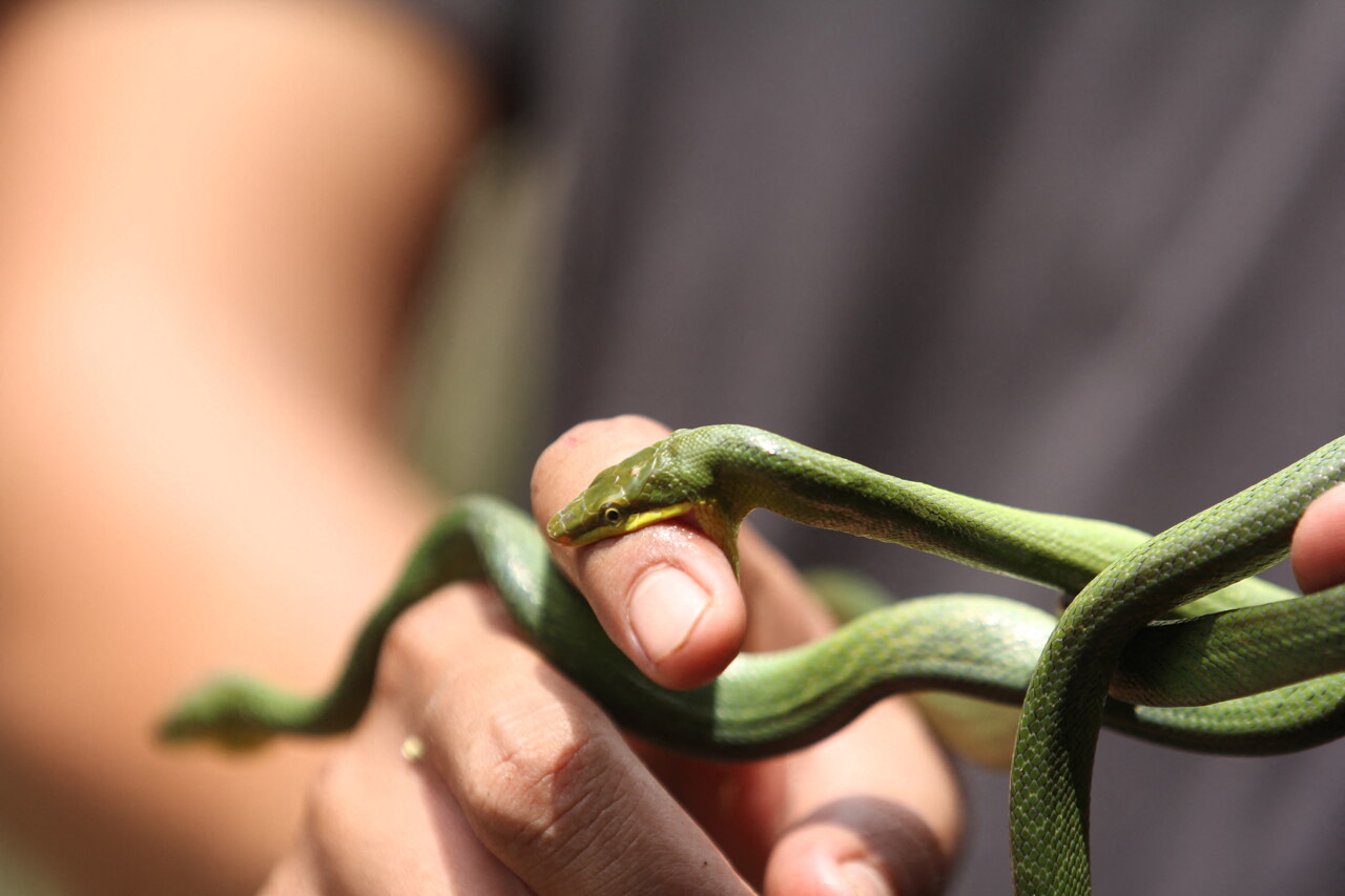 Serpent venimeux en captivité