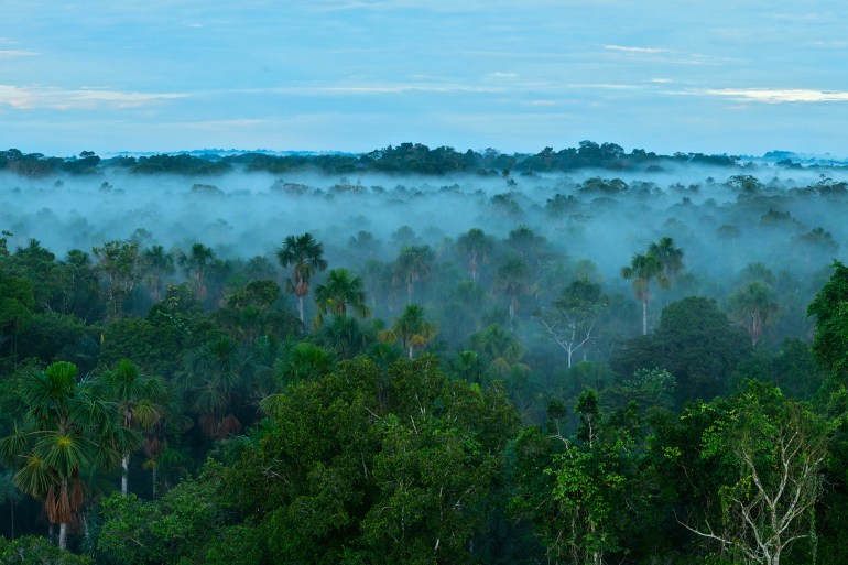 La forêt amazonienne absorbe jusqu'à 26000 tonnes de particules chaque année