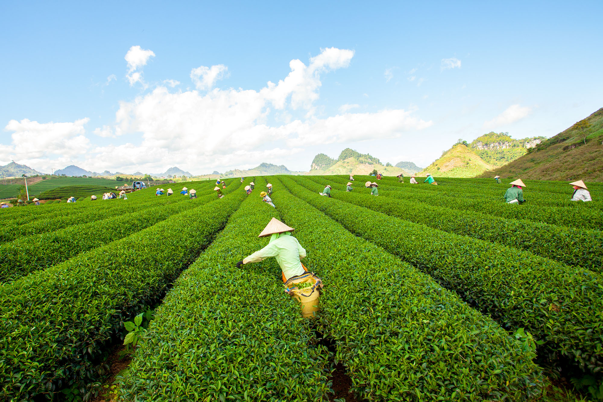 Mộc Châu et Mù Cang Chải : thé et rizières