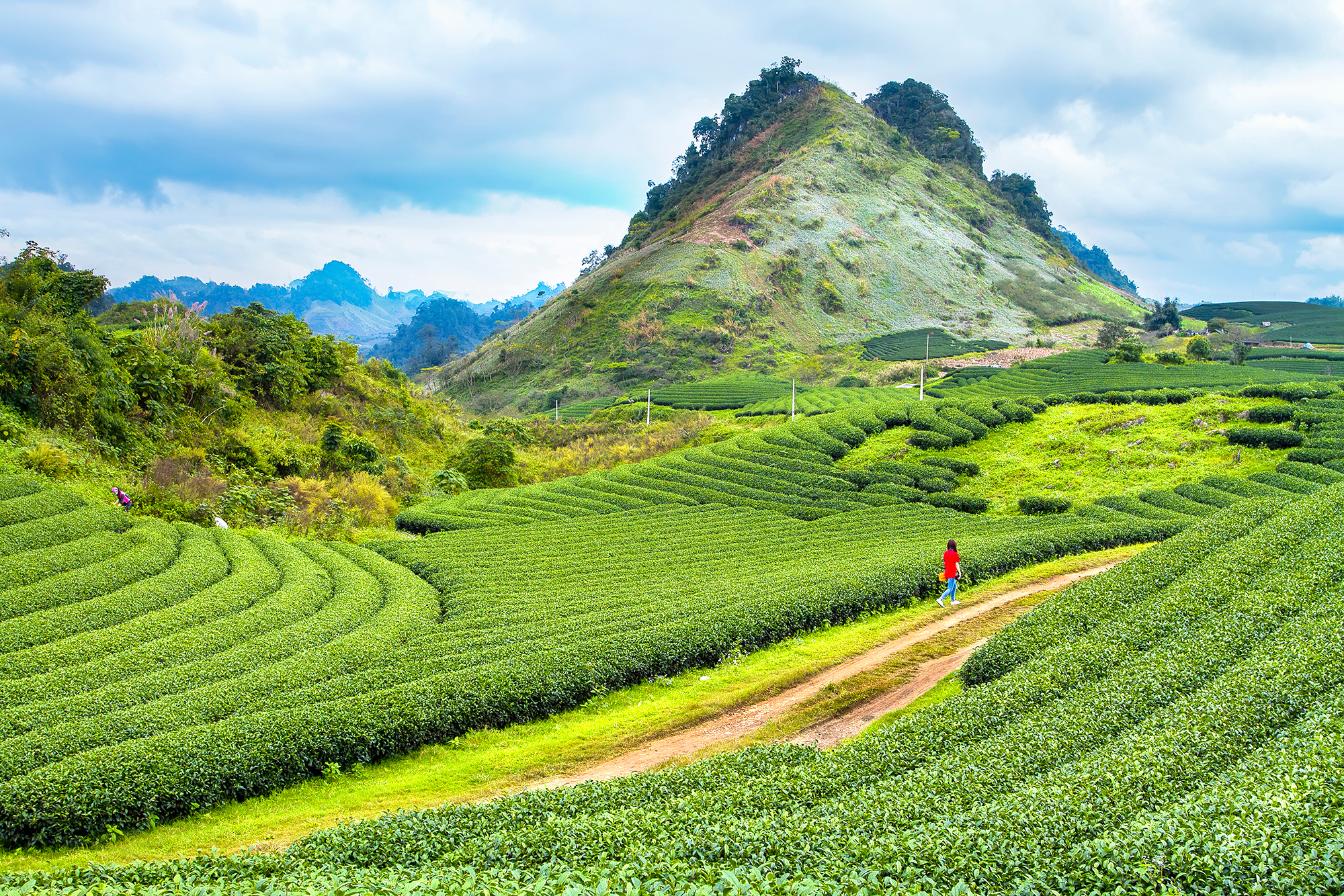 Plantations de thé - Sơn La