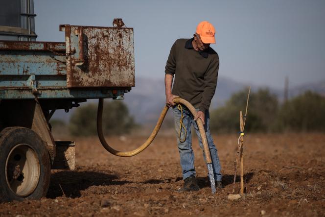 Un agriculteur arrose un jeune pistachier à Claira (Pyrénées-Orientales), en février 2024.