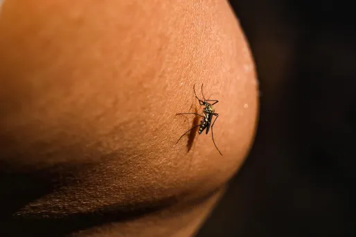 Vaccin contre le chikungunya : quatre nouveaux cas non graves d'effets indésirables déclarés