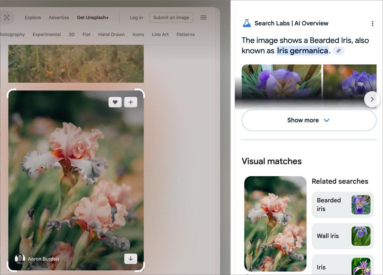 Plante identifiée