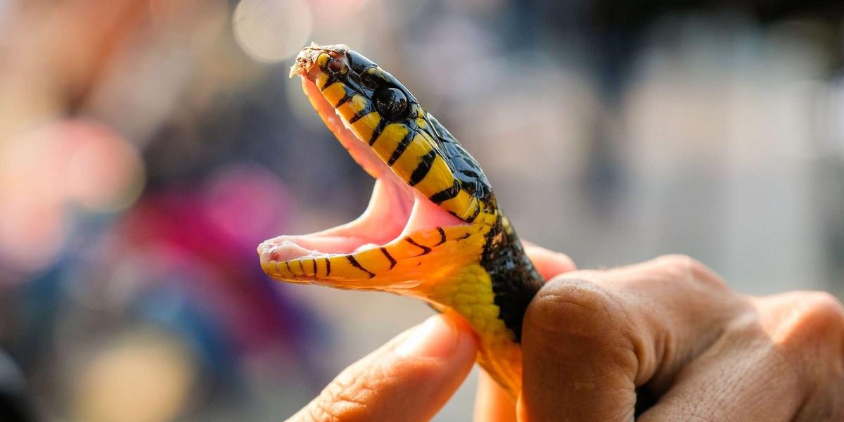 Serpent venimeux et antivenin