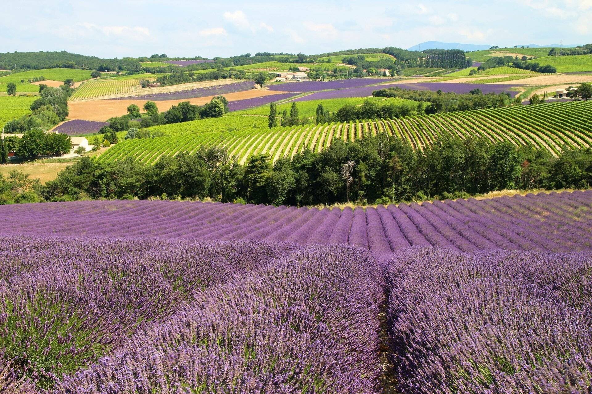 La lavande, autour de Nyons La lavande, autour de Nyons