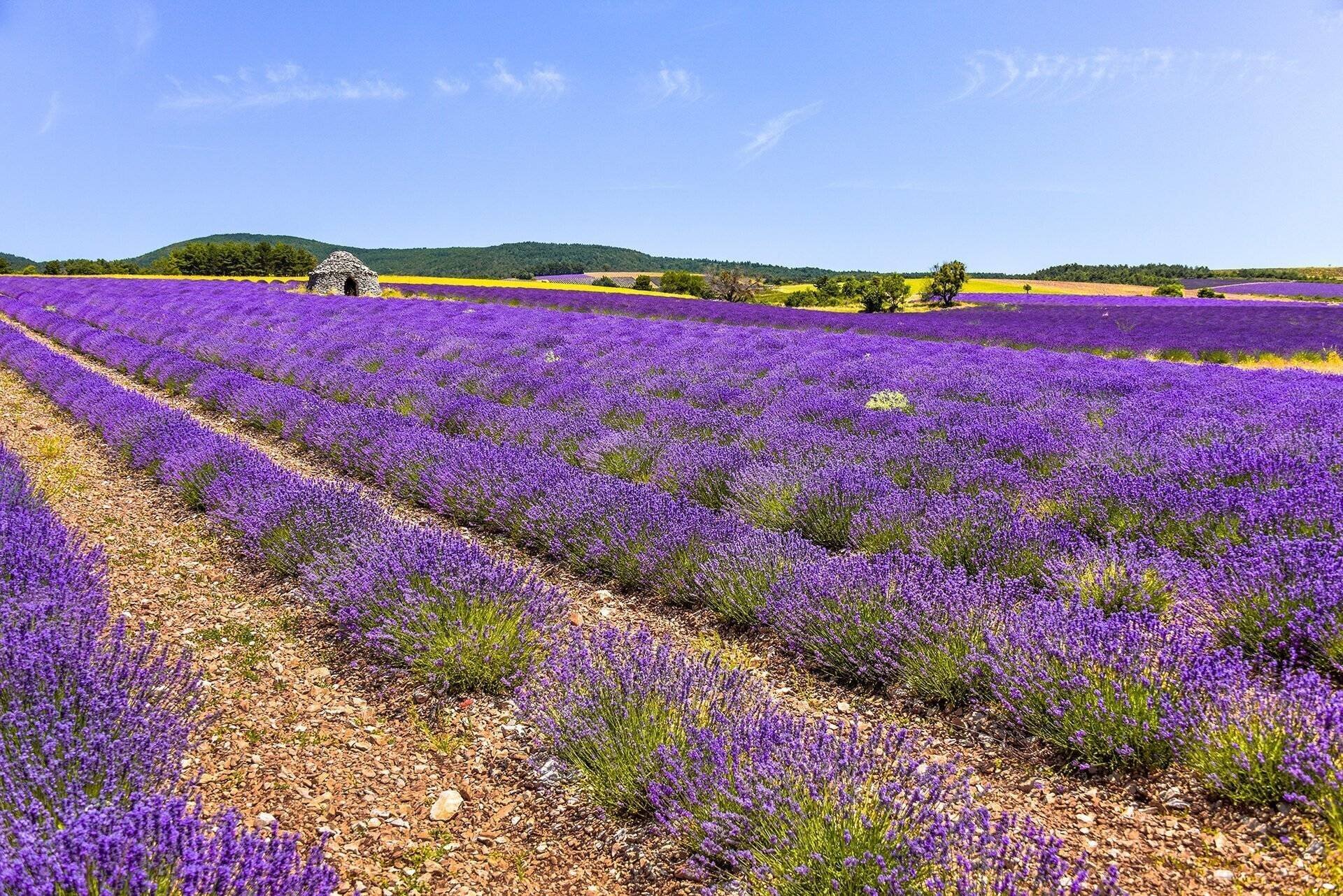 La lavande, de Montbrun-les-Bains à Ferrassières La lavande, de Montbrun-les-Bains à Ferrassières
