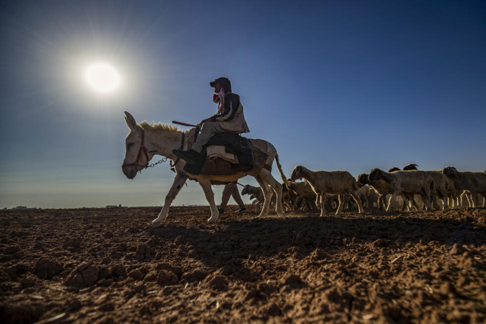 Un berger à dos âne conduit un troupeau de moutons dans un champ touché par la sécheresse
