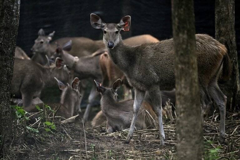 Proies relâchées dans la jungle thaïlandaise pour sauver les tigres