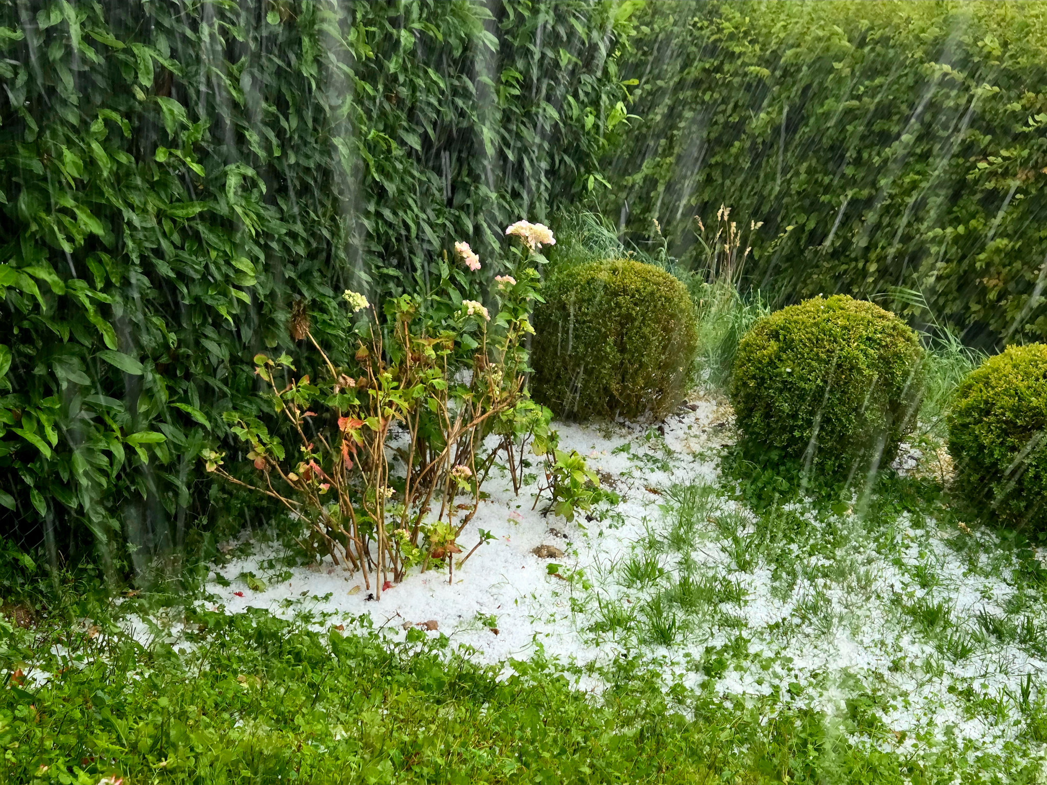 Jardin recouvert de grêle, avec des plantes et des buissons sous une forte averse. Le sol est blanc de grêle fraîchement tombée.