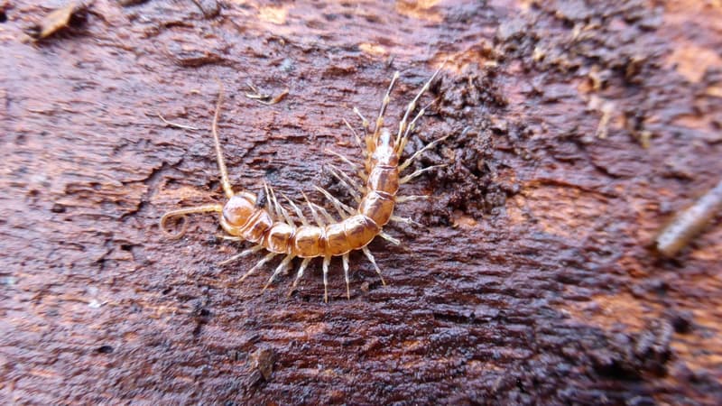 Un mille-pattes Lithobie bariolé, 'Lithobius variegatus', espèce placée comme 'quasi menacée' lundi 17 juin 2025.