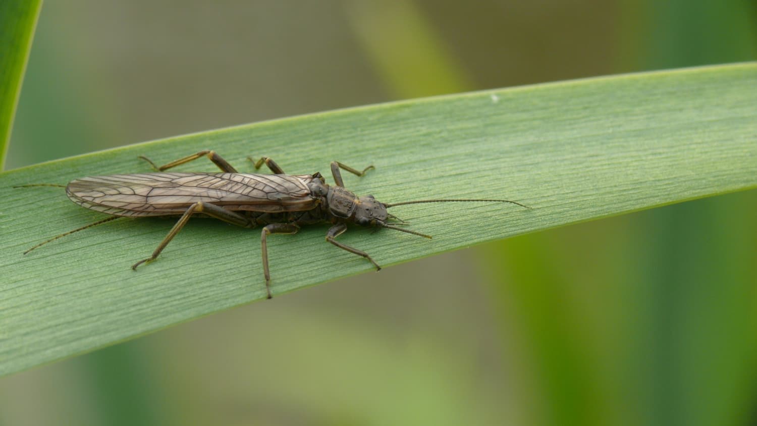 Perlode fluviatile, Isogenus nubecula, espèce vulnérable placée en liste rouge en France le 17 juin 2025.