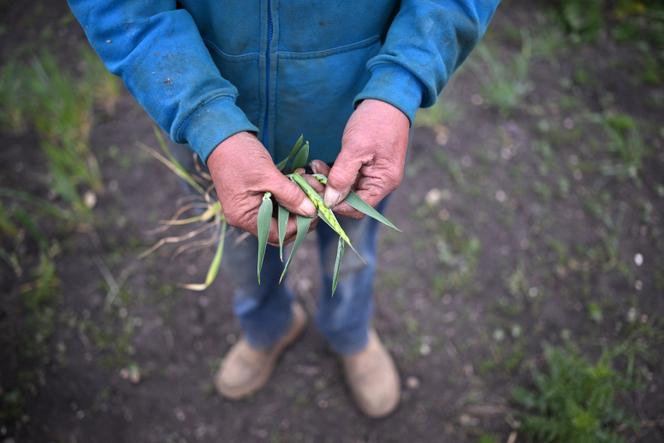 Le blé récolté par un agriculteur britannique, dans le Cambridgeshire (Angleterre), le 15 mai 2025.
