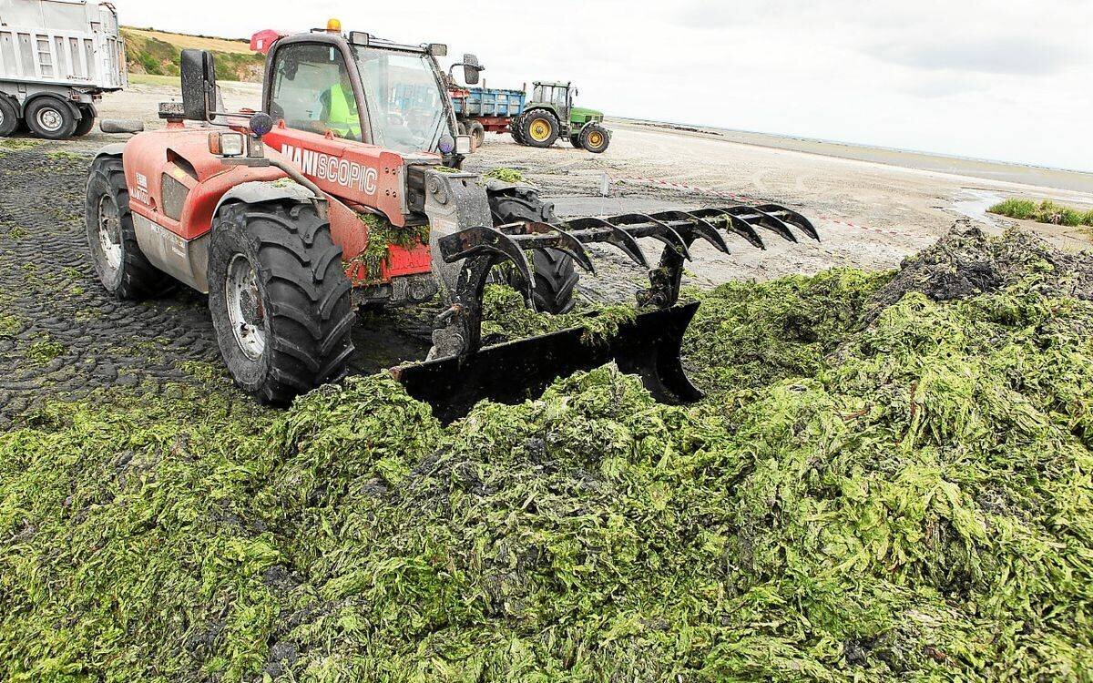 Marée verte sur la côte bretonne