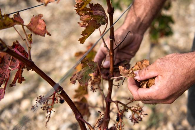 Feuilles d’une vigne sèche touchée par la sécheresse, à Leucate (Aude), le 23 septembre 2024.