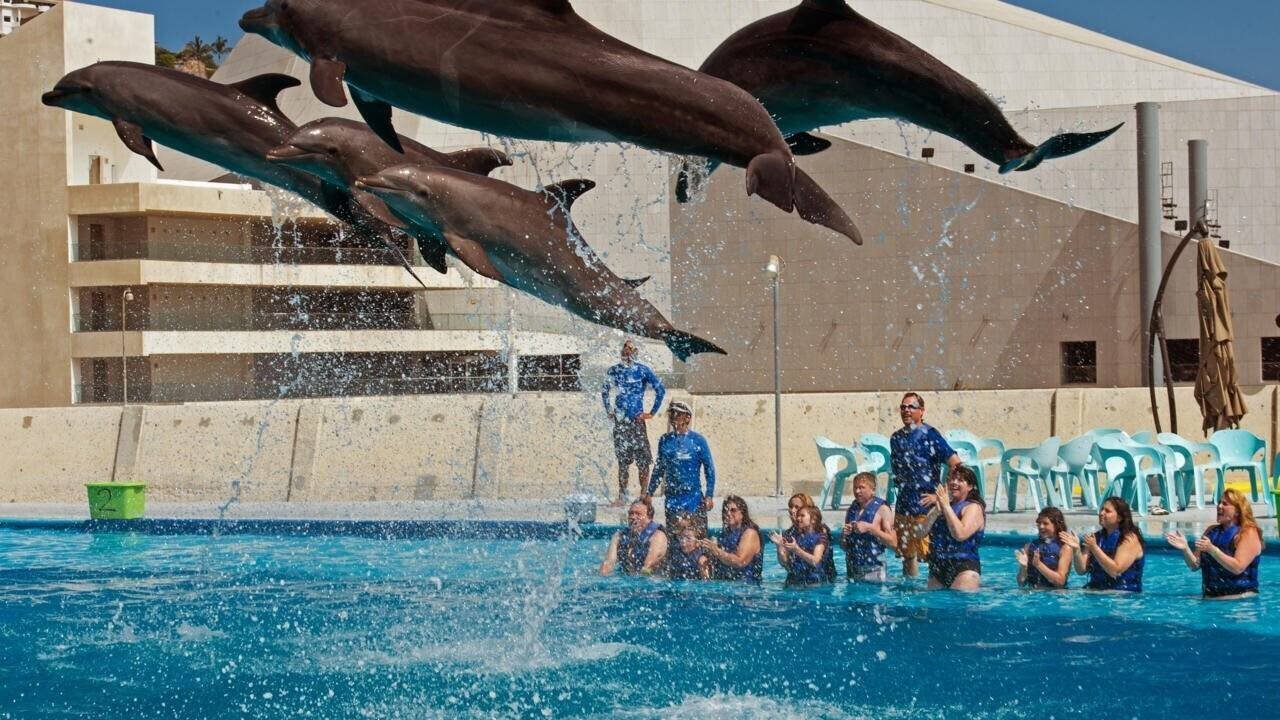 Des touristes profitent de la 'Nage avec les dauphins' à Cabo San Lucas, au Mexique, le 22 juin 2012