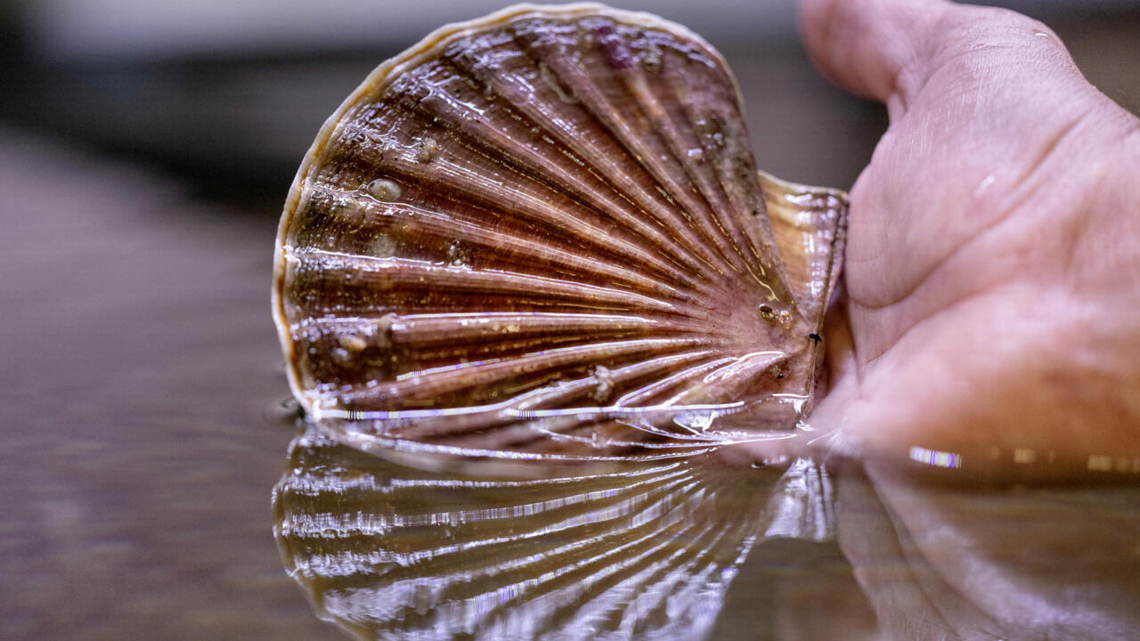 Dans l'écloserie du Tinduff, spécialisée dans l'élevage de coquilles Saint-Jacques, à Plougastel-Daoulas, dans le Finistère, le 17 juin 2025