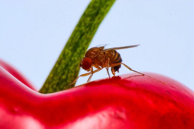 « Drosophila suzukii » sur une cerise.