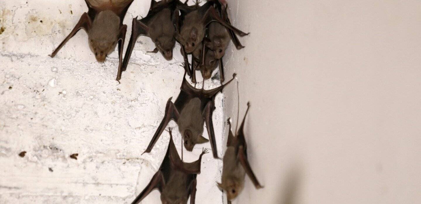 Chauves-souris en Australie
