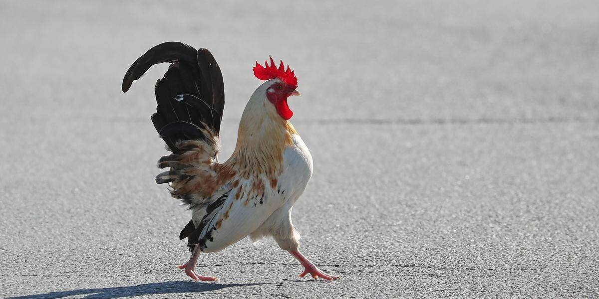 Coq dans une basse-cour