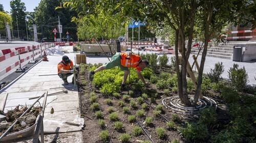La Ville de Genève a planté près de 400 arbres depuis l'automne