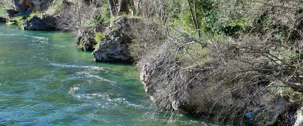 Algues cyanobactériennes dans une rivière