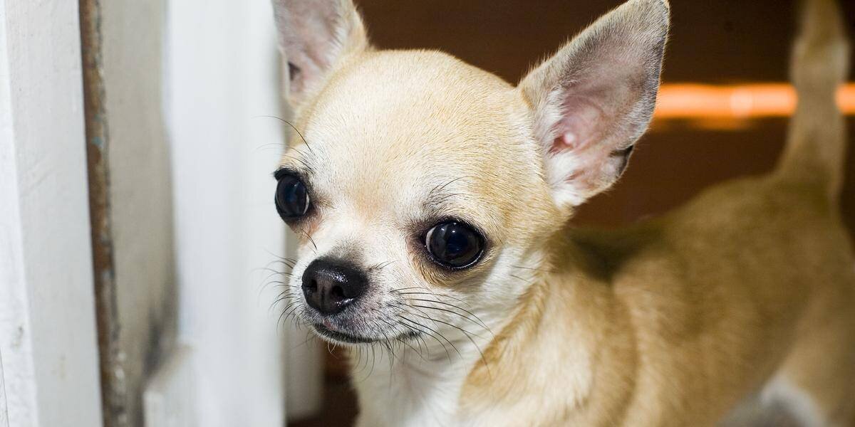Chihuahua sauvant un homme dans les Alpes