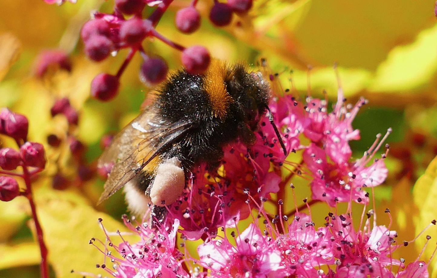 Essaim d'abeilles