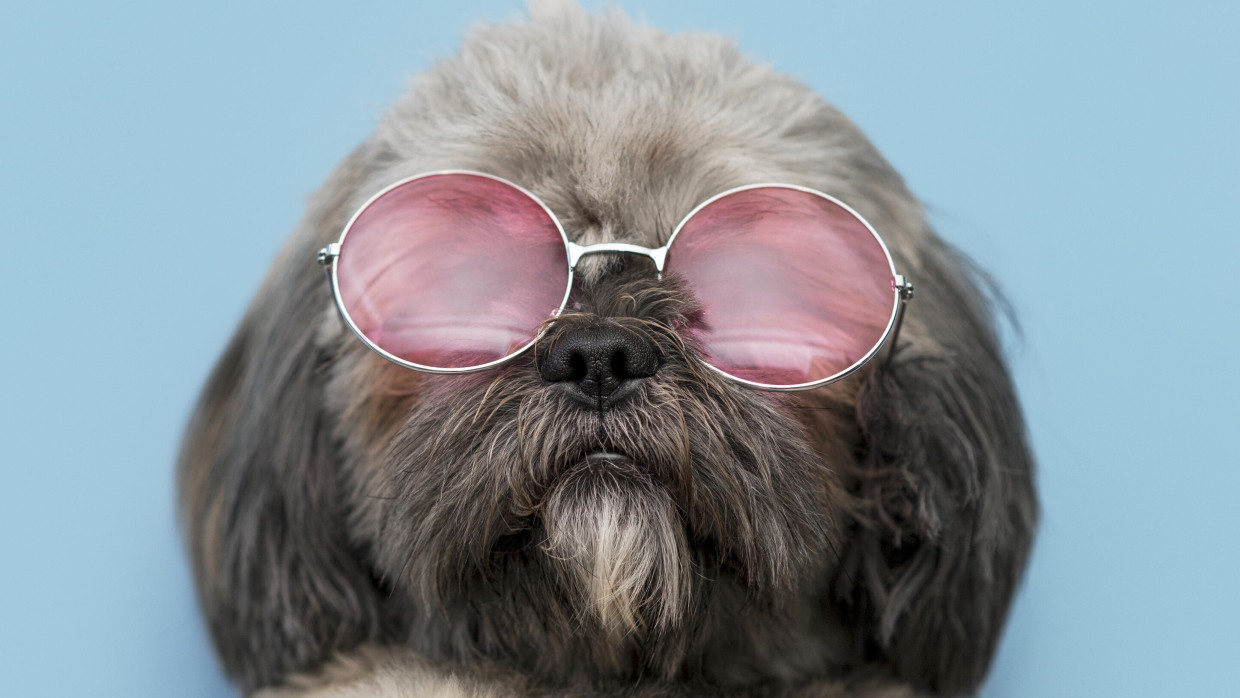 Cooler Hund