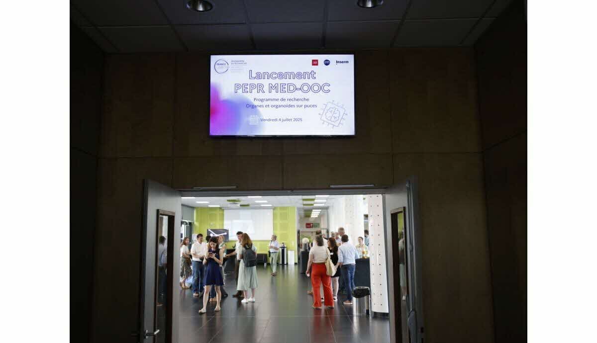 Représentation d’un organoïde mimant un organe pour la médecine personnalisée