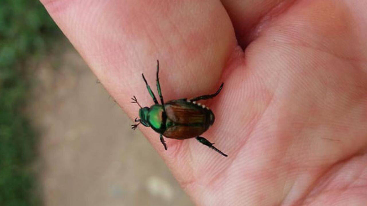 Scarabée japonais détecté en France