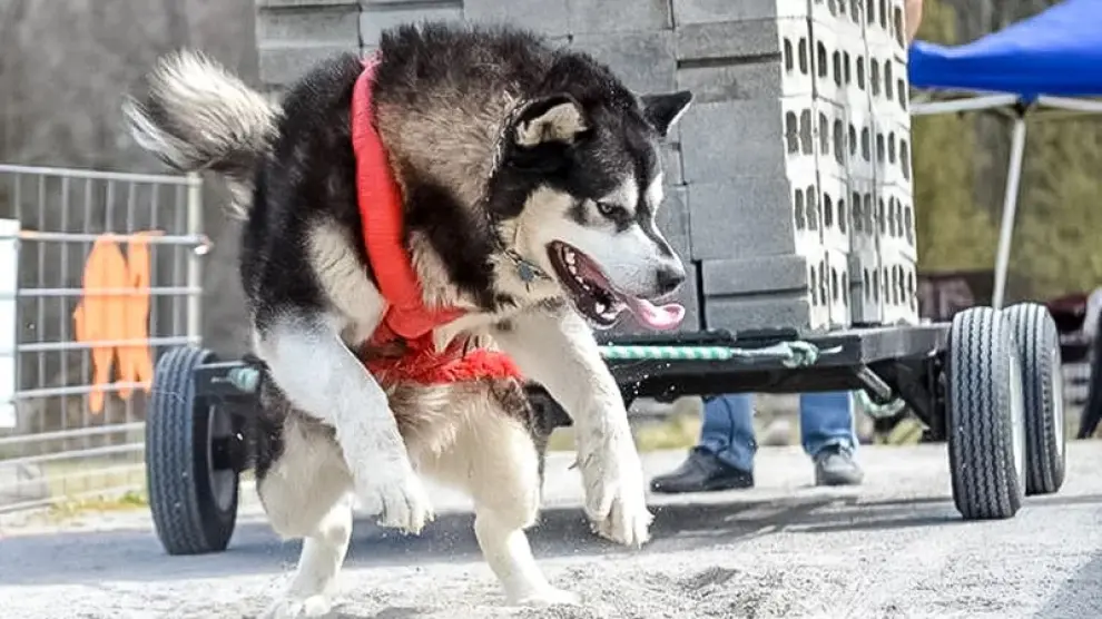 Malamute d'Alaska en action