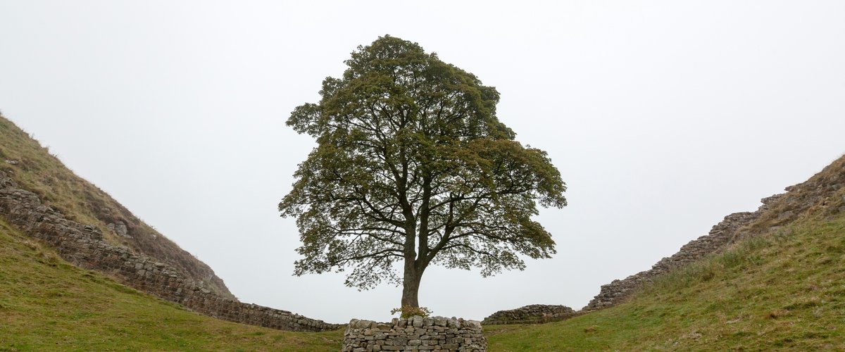 L'arbre du Sycamore Gap, symbole de la campagne anglaise