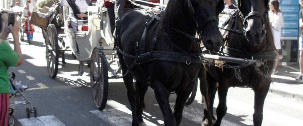 Défilé rural avec attelages et animaux à Montréjeau